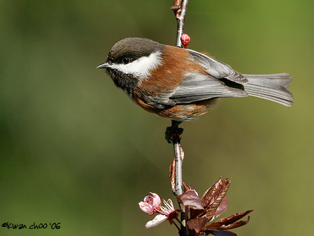 Chestnut-backed Chickadee