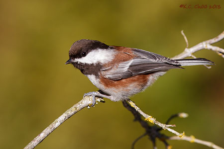 Chestnut-backed Chickadee