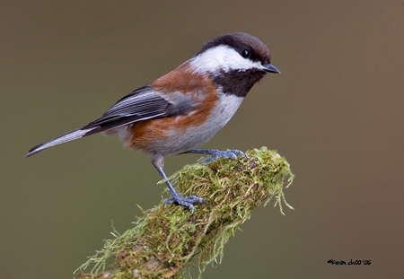 Chestnut-backed Chickadee