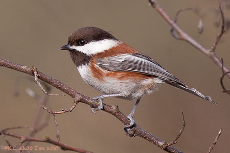 Chestnut-backed Chickadee