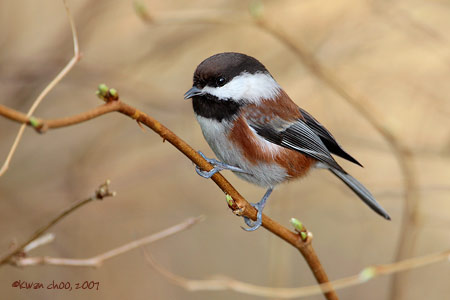 Chestnut-backed Chickadee