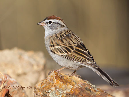 Chipping Sparrow