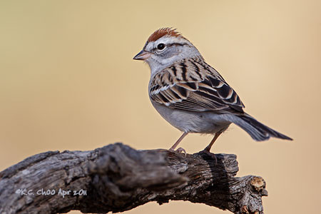 Chipping Sparrow