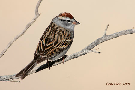 Chipping Sparrow