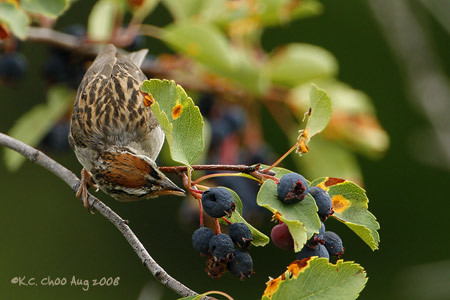 Chipping Sparrow