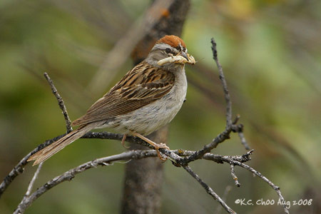 Chipping Sparrow