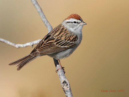 Chipping Sparrow