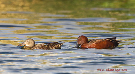 Cinnamon Teal