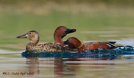 Cinnamon Teal
