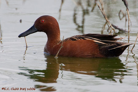 Cinnamon Teal