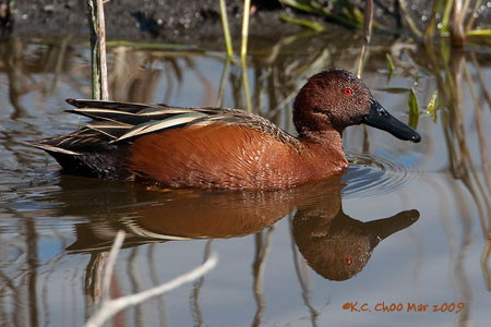 Cinnamon Teal