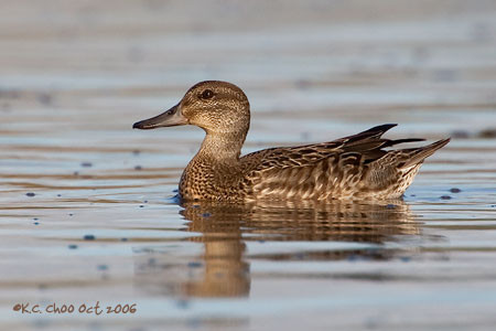 Cinnamon Teal
