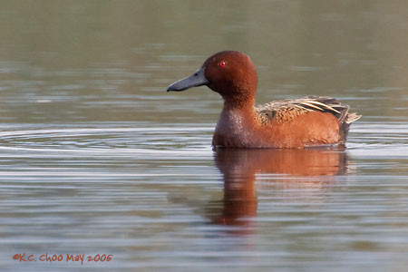 Cinnamon Teal