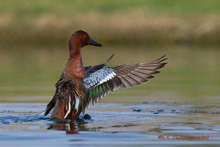 Cinnamon Teal