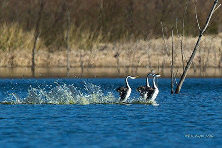 Clark's Grebe