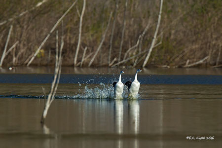 Clark's Grebe