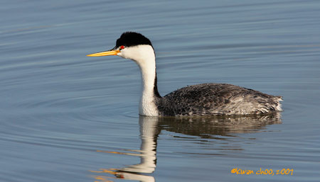 Clark's Grebe
