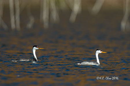 Clark's Grebe