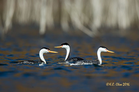 Clark's Grebe