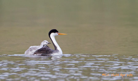 Clark's Grebe