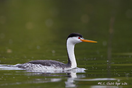 Clark's Grebe