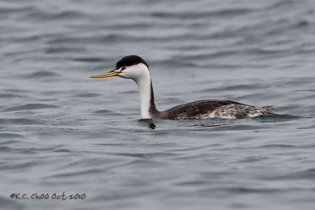 Clark's Grebe