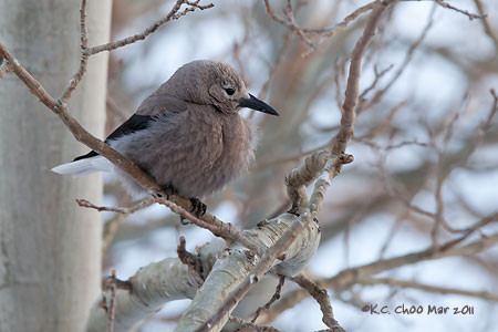 Clark's Nutcracker