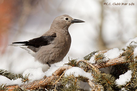 Clark's Nutcracker