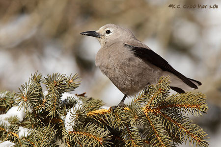 Clark's Nutcracker