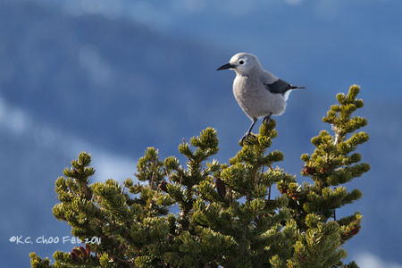 Clark's Nutcracker