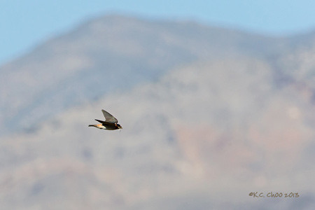 Cliff Swallow