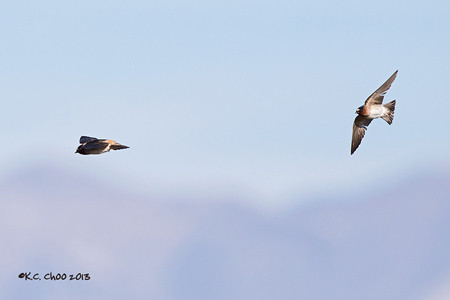 Cliff Swallow