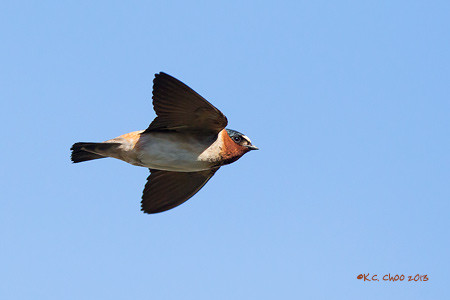 Cliff Swallow