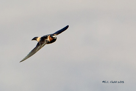 Cliff Swallow