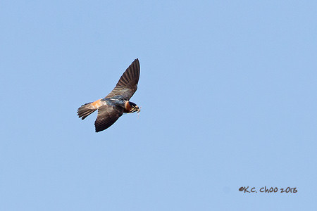 Cliff Swallow