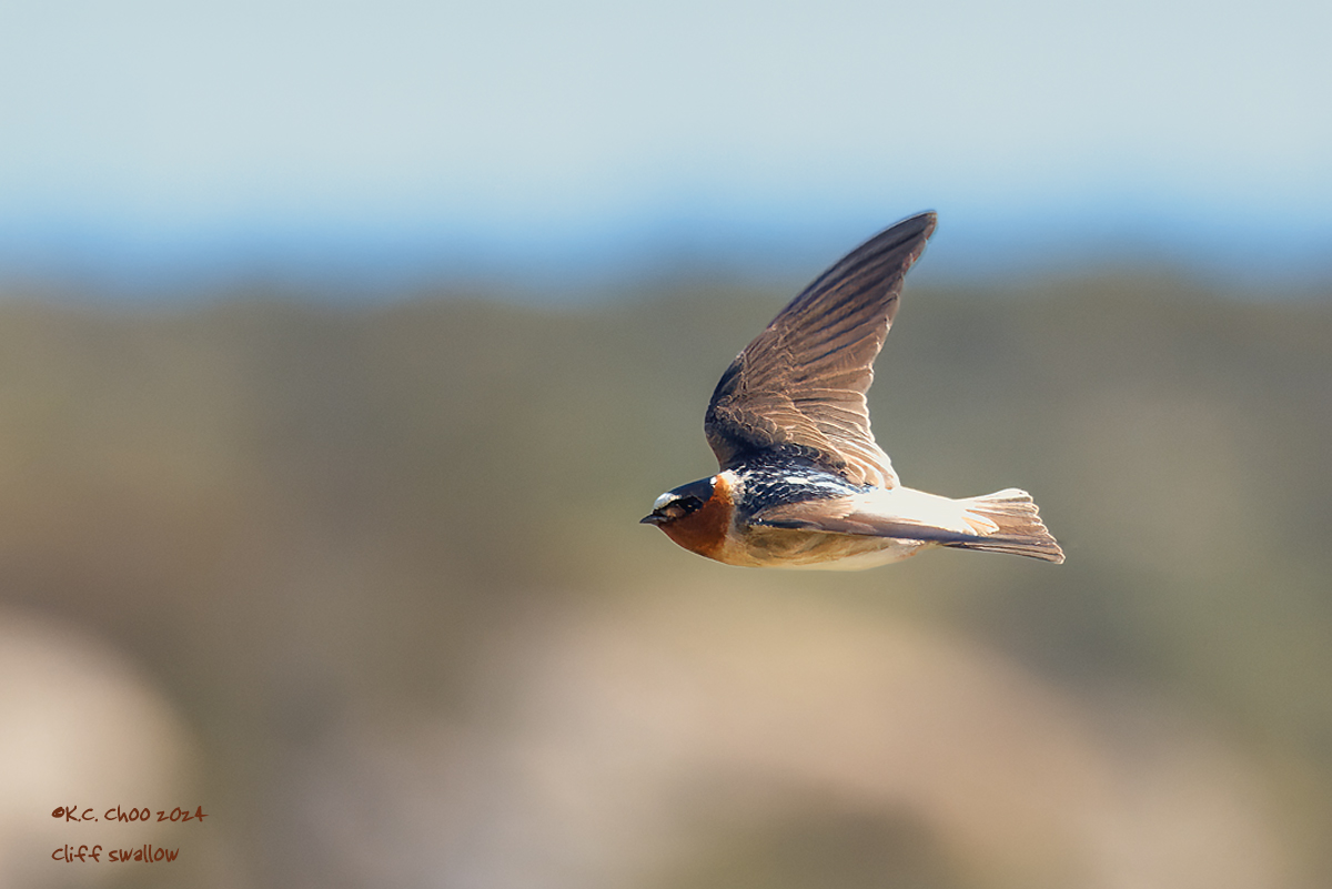Cliff Swallow