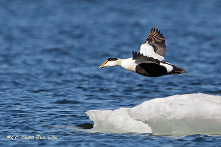 Common Eider