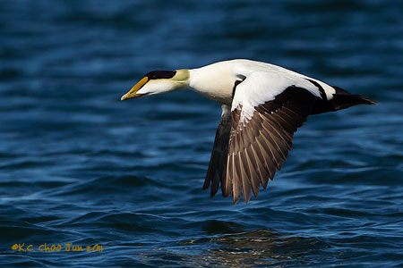 Common Eider