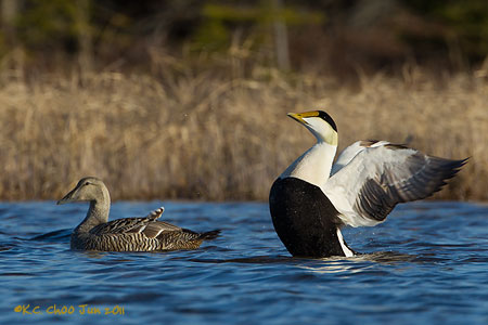 Common Eider