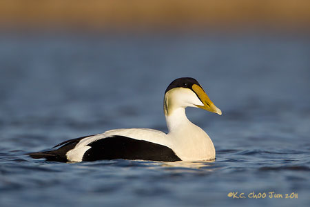 Common Eider