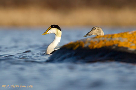 Common Eider