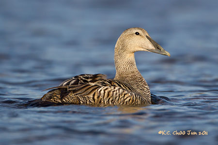 Common Eider