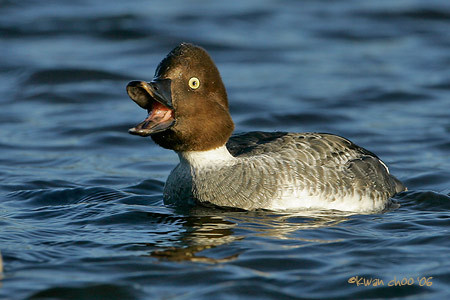 Common Goldeneye