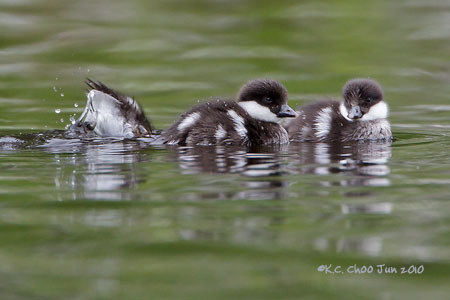 Common Goldeneye