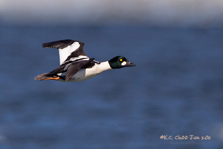Common Goldeneye
