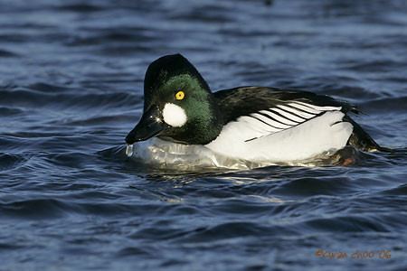 Common Goldeneye