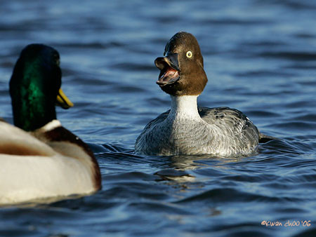 Common Goldeneye