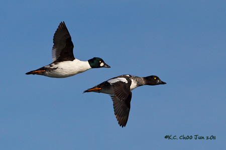 Common Goldeneye