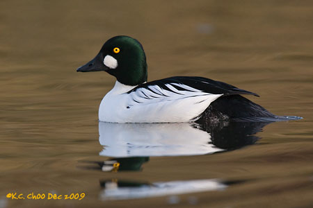 Common Goldeneye