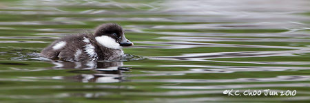 Common Goldeneye